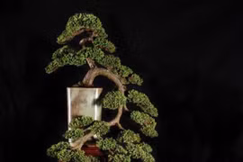 Đưa sinh vật cảnh thành ngành kinh tế sinh thái có giá trị cao