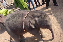 Giải cứu chú voi con rơi xuống giếng sâu 