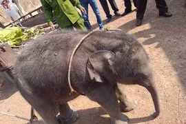 Giải cứu chú voi con rơi xuống giếng sâu 