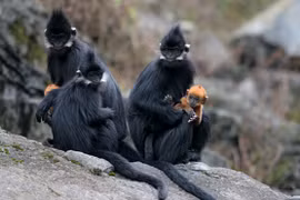 Quản lý rừng và bảo tồn voọc đen gáy trắng ở rừng đặc dụng Tuyên Hóa, Quảng Bình