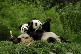 Tại sao những chú gấu trúc dễ thương hiếm khi bị thú dữ tấn công?