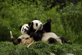 Tại sao những chú gấu trúc dễ thương hiếm khi bị thú dữ tấn công?