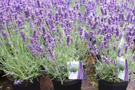 8 loại cây cảnh đuổi muỗi cực tốt, trong nhà nên có 