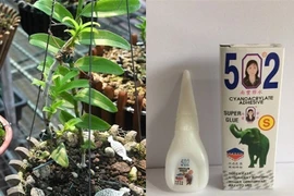 Những sự thật ngã ngửa về lan đột biến tiền tỷ