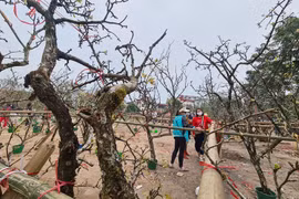 Sau Tết, hoa lê vùng cao xuống phố Hà Nội... hét giá 7 triệu/cành