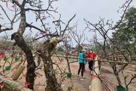 Sau Tết, hoa lê vùng cao xuống phố Hà Nội... hét giá 7 triệu/cành