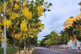 Các tuyến đường hoa nở rực rỡ ở TP.HCM