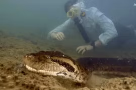 Cận cảnh loài trăn khổng lồ nhất thế giới