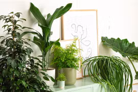 Trong nhà có 3 cây cảnh, gia đình được ban phước lành