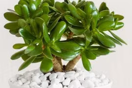 8 loại cây nghe tên đã thấy giàu sang, hút tài hút lộc