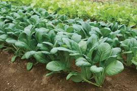 Loại rau giảm nguy cơ ung thư được trồng nhiều ở Việt Nam
