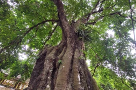 Ngắm cây thị 700 năm tuổi được người dân xem như báu vật