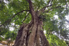 Ngắm cây thị 700 năm tuổi được người dân xem như báu vật