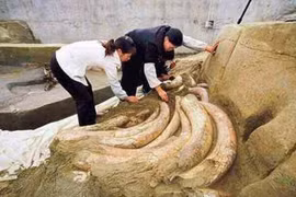 Các chuyên gia đào được "ngân hàng ngà voi", nhưng vì sao hoảng sợ rút lui?