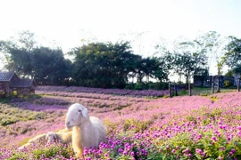 Khám phá cánh đồng hoa đẹp tựa trời Âu giữa lòng Hà Nội