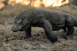 10 loài động vật nguy hiểm nhất đối với con người