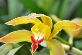 Các loại cây, hoa cảnh Tết “rẻ như cho”, từ 13 nghìn đã sắm được