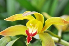 Các loại cây, hoa cảnh Tết “rẻ như cho”, từ 13 nghìn đã sắm được