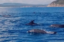 Kỳ thú đàn cá heo cả trăm con xuất hiện gần Mũi Điện 