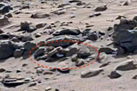 Bí ẩn bộ xương dài gần 2m nghi của người ngoài hành tinh 