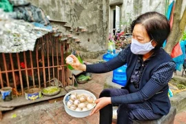 Gà đẻ 7 trứng 1 ngày ở Bắc Giang: Chuyên gia lý giải thế nào?