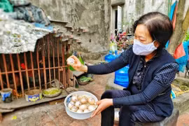 Gà đẻ 7 trứng 1 ngày ở Bắc Giang: Chuyên gia lý giải thế nào?