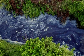 Suối Khe Sào bị “bức tử“: Xử phạt trại lợn Tâm Việt hơn 120 triệu