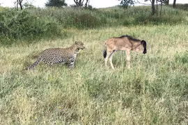 Báo hoa mai đi săn, một mình hạ gục linh dương 