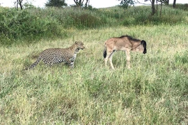 Báo hoa mai đi săn, một mình hạ gục linh dương 
