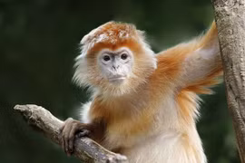 5 con giáp có chỉ số IQ rất cao, dễ dàng thăng tiến