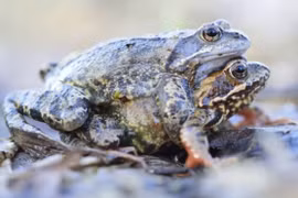 Ếch cái giả chết để né tránh bạn tình không mong muốn 