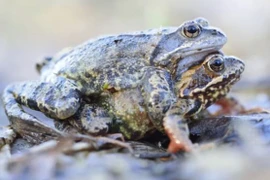 Ếch cái giả chết để né tránh bạn tình không mong muốn 