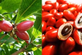 Quả thần kỳ - trái cây lạ khiến mọi thức ăn đều có vị ngọt