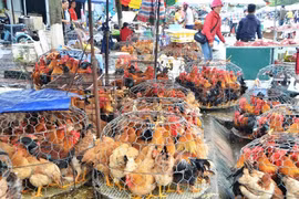 Mang bu gà ra vỉa hè cắt tiết mổ tươi, ổ dịch ngay trước cửa nhà