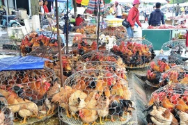 Mang bu gà ra vỉa hè cắt tiết mổ tươi, ổ dịch ngay trước cửa nhà