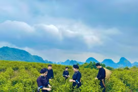 Đồi chè Lũng Sâu hấp dẫn khách du lịch