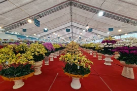 Hà Nội: “Nữ hoàng” các loại lan khuyến mãi chờ đại gia rinh về chơi Tết