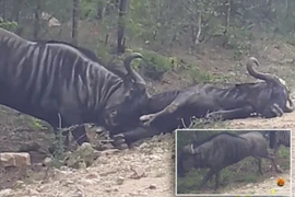CLIP: Ra tay cứu nạn, linh dương đầu bò dùng sừng húc bay bạn