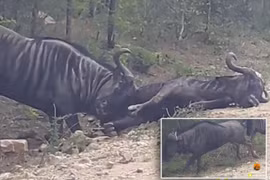 CLIP: Ra tay cứu nạn, linh dương đầu bò dùng sừng húc bay bạn