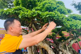 Người đàn ông coi cây cảnh như tri kỷ, khách trả giá nào cũng không bán