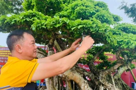 Người đàn ông coi cây cảnh như tri kỷ, khách trả giá nào cũng không bán