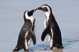 Các loài động vật tìm bạn đời như thế nào?