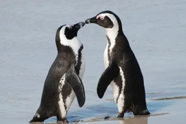 Các loài động vật tìm bạn đời như thế nào?