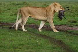 CLIP: Sư tử ‘chơi đùa’ với lợn con và cái kết bất ngờ