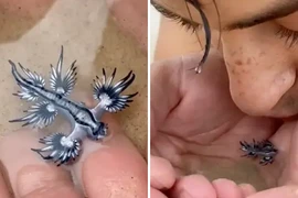 Mạo hiểm hôn rồng xanh "đến từ ngoài Trái Đất" có nọc độc nguy hiểm