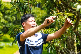Thủ phủ vải thiều Lục Ngạn mất mùa, giá tăng gấp rưỡi