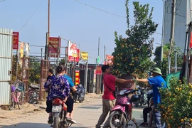 Hà Nội: Dịch vụ “ship” quất cảnh hốt bạc dịp Tết