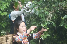 Đưa chè Shan tuyết cổ thụ thành sản phẩm kinh tế chủ lực