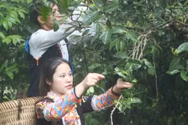 Đưa chè Shan tuyết cổ thụ thành sản phẩm kinh tế chủ lực