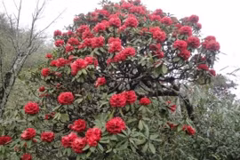 Chiêm ngưỡng danh mộc cổ thụ đặc biệt quý hiếm ở Vườn quốc gia Hoàng Liên